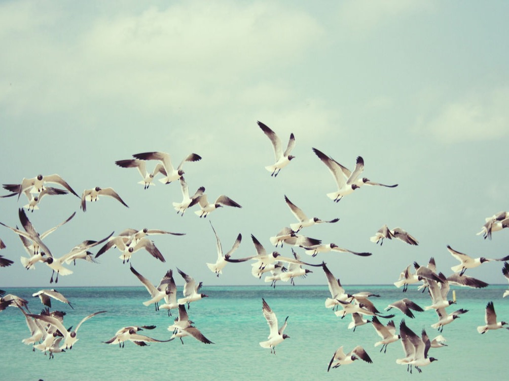 Vogelschwarm am Meer