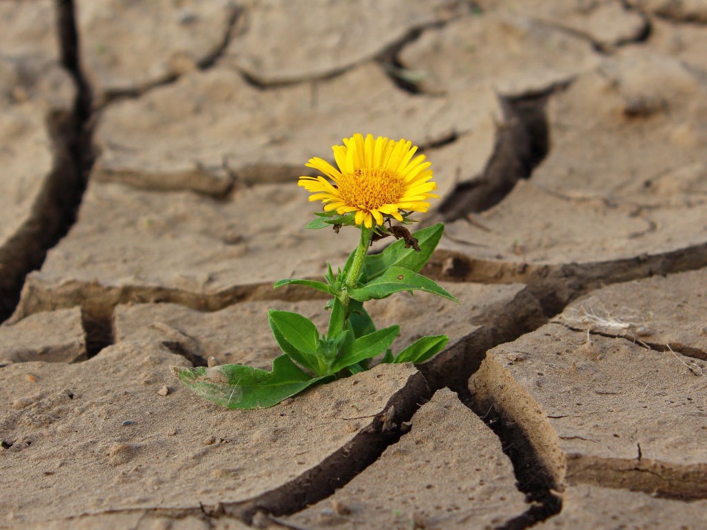 Blüte im trockenen Boden